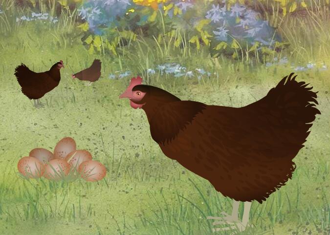 鸡蛋和小鸡flash动画素材